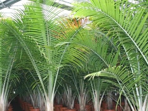 Видео: 6 соток. Фінікова пальма