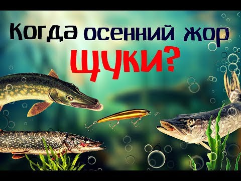 Видео: Когда начнётся осенний жор щуки? Как и на что ловить щуку в осенний жор?