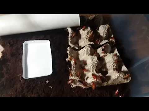 Видео: Поселения колонии туркменских тараканов, содержание тараканов