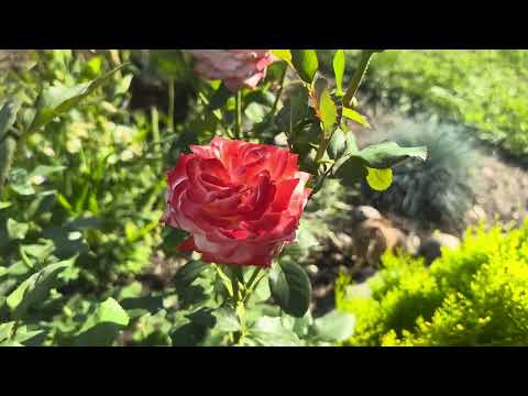 Видео: Прогулянка частиною саду,коротко про все,що нового?💛🩵🧚🏻