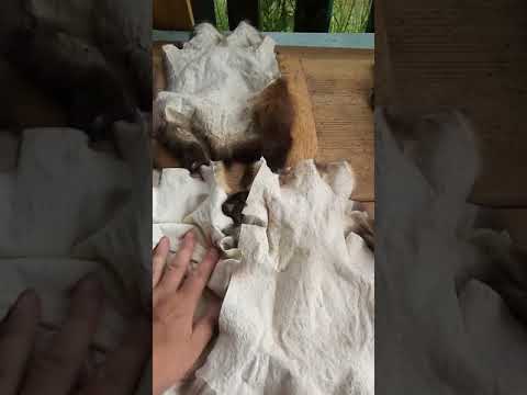 Видео: Выделка меха соболя в домашних условиях