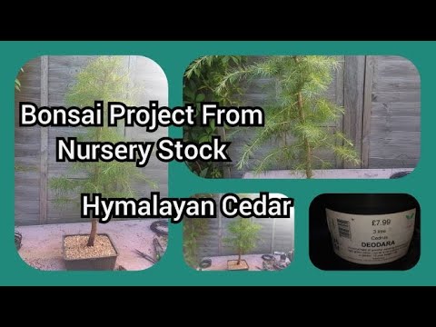 Видео: Проект бонсай из питомника гималайского кедра