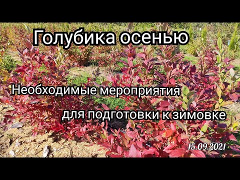 Видео: Голубика осенью