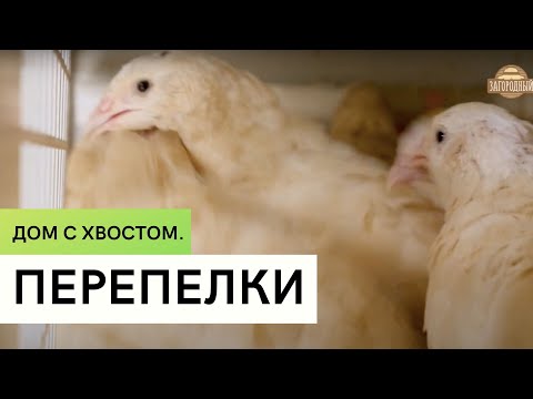 Видео: Перепелки \  Содержание и разведение \ Дом с хвостом
