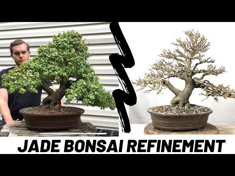 Видео: Бонсай из нефрита (Portulacaria Afra) — улучшенная работа (The Bonsai Supply)