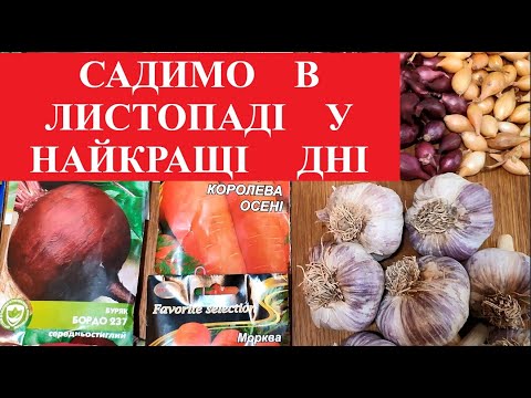 Видео: ЩО  ПОСАДИТИ У ЛИСТОПАДІ.  НАЙКРАЩІ  ДНІ ДЛЯ ПОСАДКИ ЧАСНИКА , ЦИБУЛІ, МОРКВИ ТА ЗЕЛЕНІ