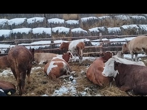 Видео: Қыс келдіме?Ауыл тынысының шаруашылығы.Бос әңгіме.