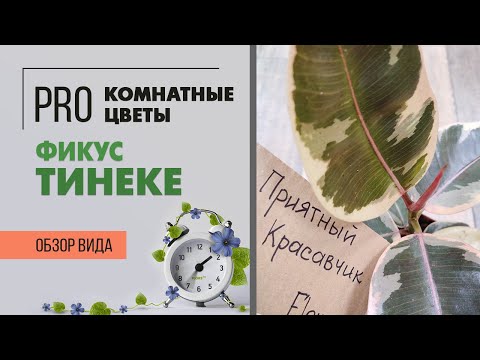 Видео: Каучуконосный Фикус Тинеке - сорт фикуса с пестрыми листьями. Видео обзор сорта.