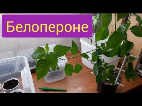 Видео: Белопероне. Черенкую.  Размножаю.