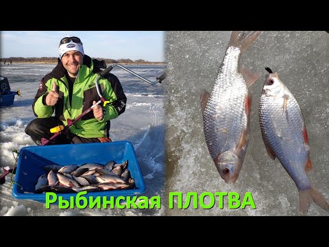 Видео: Рыбинская ПЛОТВА последний лед