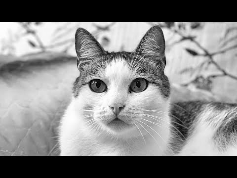 Видео: В ПАМЯТЬ О МИШКЕ
