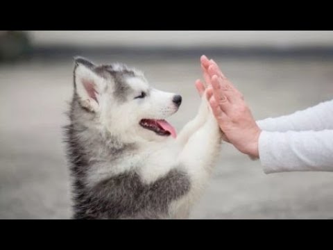 Видео: Щенки Хаски/Смешные ПРИКОЛЫ