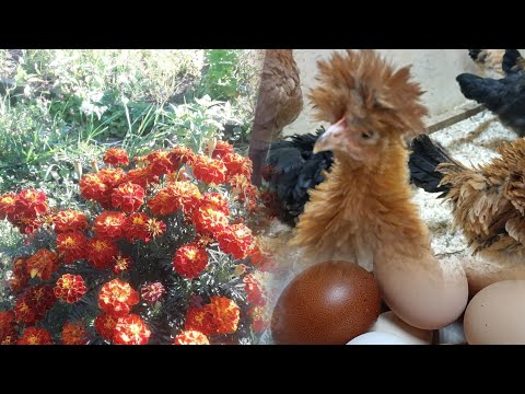 Видео: Горсть КОРМА на всё стадо. 🙄🤦🥺🐔