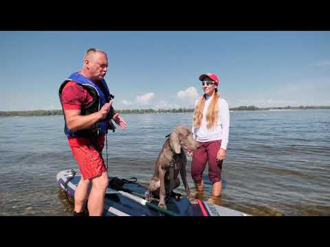 Видео: Учим собак плавать на сапборде 🏄‍♂