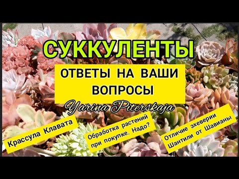 Видео: Суккуленты. Ответы на ваши вопросы. Обработка растений.Часть 5