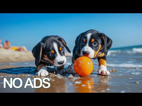 Видео: 12 Часов ТВ для Собак Смотреть🐶Анти-Тревога для Снятия Стресса❄️ Успокаивающая Музыка для Собак