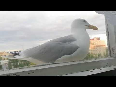 Видео: Чайка за окном. Санкт-Петербург. 7.06.2025.