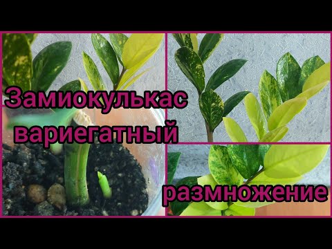 Видео: Растения реагируют на наши мысли🌿 #ЗАМИОКУЛЬКАС вариегатный #размножение 🌿 #цветы #растения