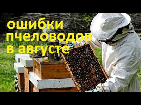 Видео: #Пчёлы. Типичные ошибки пчеловодов в августе. Которые приведут к сильному ослаблению семей🐝