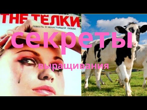 Видео: Телки. Секреты выращивания