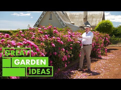 Видео: ИДЕАЛЬНЫЙ розарий | САД | Отличные идеи для дома