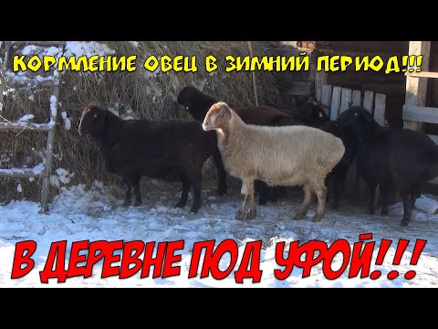 Видео: КОРМЛЕНИЕ ОВЕЦ В ЗИМНИЙ ПЕРИОД!!! #кормление_овец #гиссар #эдильбаи #овцеводство #зимнее_содержание