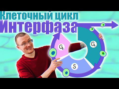 Видео: Интерфаза | Периоды Интерфазы 🧬 Понятный разбор
