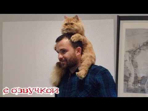 Видео: Приколы с котами! СМЕШНЫЕ ЖИВОТНЫЕ! С озвучкой! Смешные коты и собаки! ЗАСМЕЯЛСЯ ПОДПИСАЛСЯ!