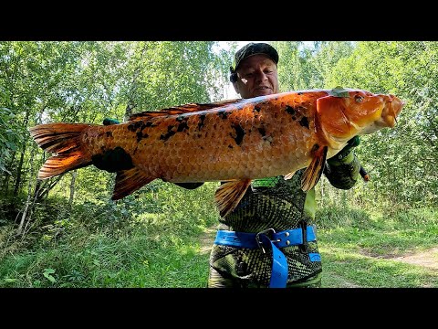 Видео: ТАКОГО ТРОФЕЯ ЕЩЁ НЕ БЫЛО!!! ТРОФЕЙНЫЙ "ТИГРОВЫЙ КАРП" (кои)!!!