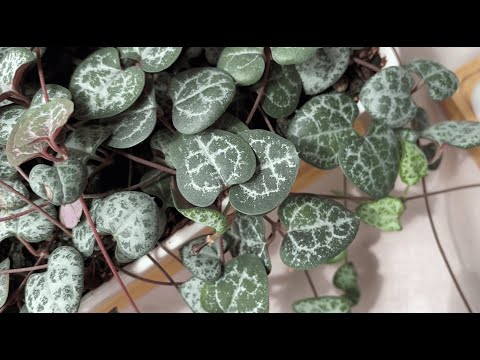 Видео: Как вырастить красивую Церопегию Вуда (Ceropegia woodii)