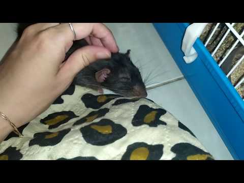 Видео: КАК ЗАСЛУЖИТЬ ДОВЕРИЕ КРЫСЫ