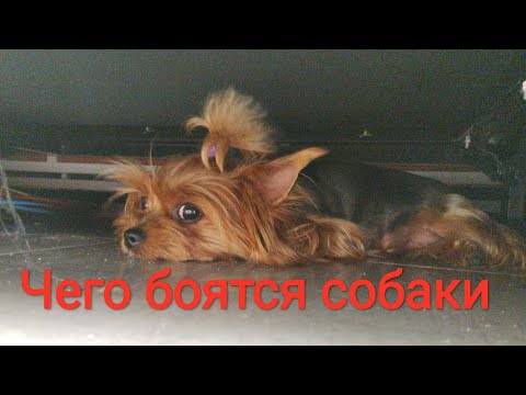 Видео: Чего боятся собаки