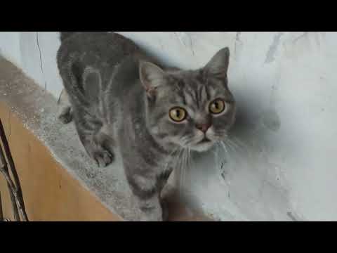 Видео: СОСЕДСКИЕ КОТЫ ПРИШЛИ КУШОЦ