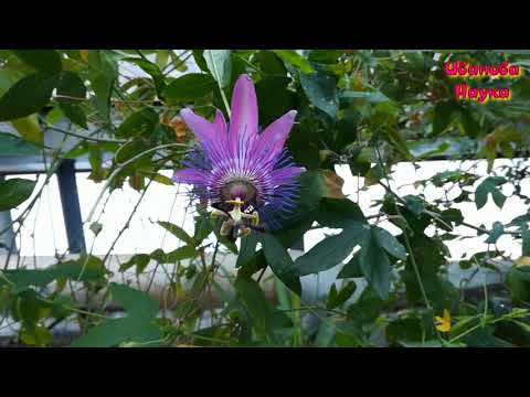 Видео: Удивительное растение - пассифлора