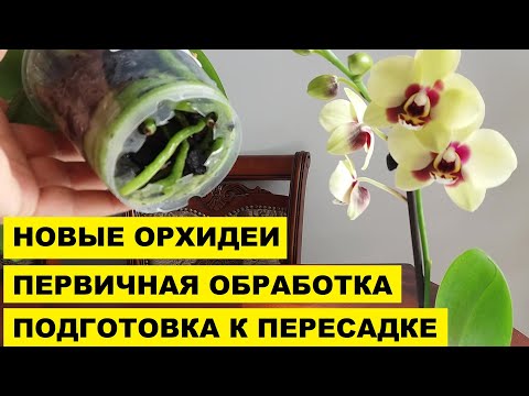 Видео: НОВЫЕ ОРХИДЕИ...ПЕРВИЧНАЯ ОБРАБОТКА И ПОДГОТОВКА К ПЕРЕСАДКЕ ПОСЛЕ ПОКУПКИ