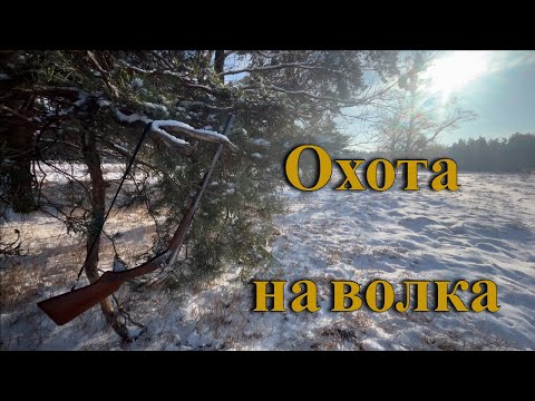 Видео: Нашли следы Волков/ Окружаем лес и берём в капкан/ Охота на волка.