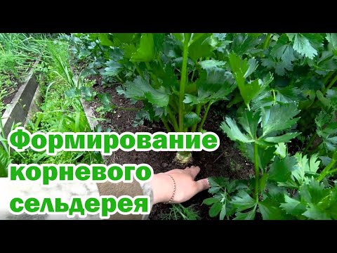 Видео: Продолжаем формировать корневой сельдерей