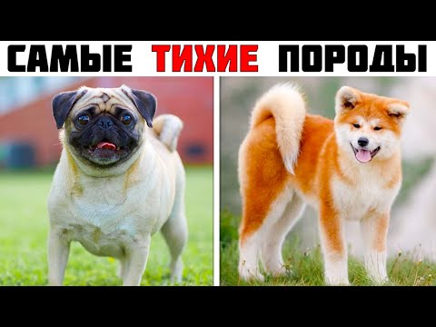 Видео: 7 Пород собак которые почти не гавкают