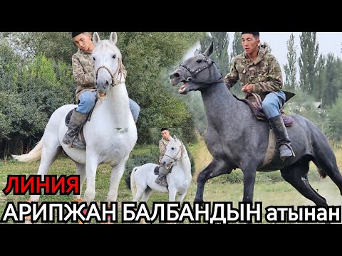 Видео: АЗИЯГА АТАГЫ ЧЫККАН АРИПЖАН БАЛБАНДЫН АТЫНЫН ЛИНИЯЛАРЫ