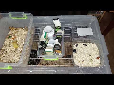 Видео: Насколько выгодно заниматься разведением зофобаса? зоофобас, личинки жука Разведение Содержание Цены