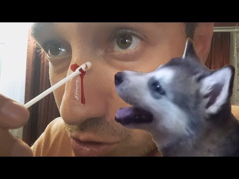 Видео: Первый укус Лекси / дрессировка щенка