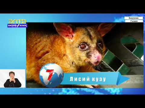 Видео: 7-класс | Биология | Размножение, развитие, забота о потомстве. Плацентарные и сумчатые