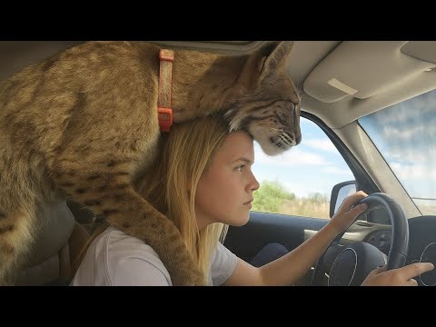 Видео: Я живу со спасенной рысью, которая ведет себя как собака. ПОПРОБУЙТЕ НЕ СМЕЯТЬСЯ над ее глупыми в...