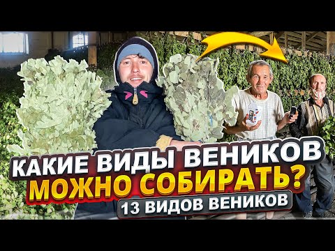 Видео: Какие виды веников можно заготавливать для бани. 15 видов веников для бани. Бизнес  в деревне