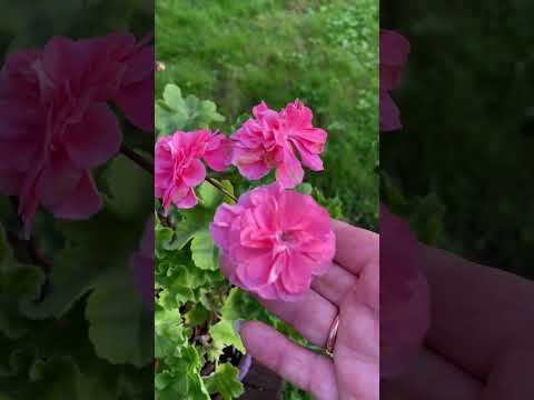 Видео: 13 августа 2024 г.