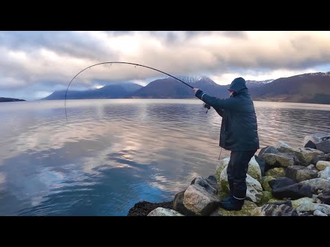 Видео: ПОПАЛИ НА КЛЕВ на Новом месте! Рыбалка с берега в Норвегии 2025