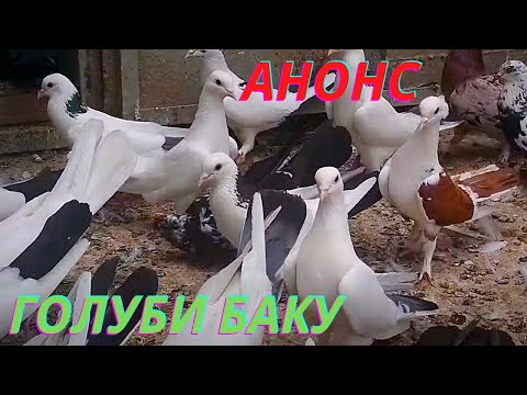 Видео: Бакинские голуби Гюльмурада Абасова (Сабунчи) в Баку!