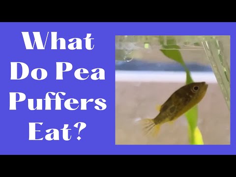 Видео: Что едят птицы-собаки?