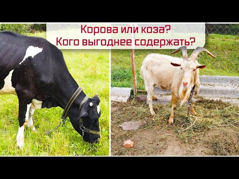 Видео: Корова или коза? Кого выгоднее содержать?