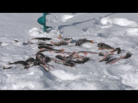 Видео: Окунь в глухозимье.  Часть 2